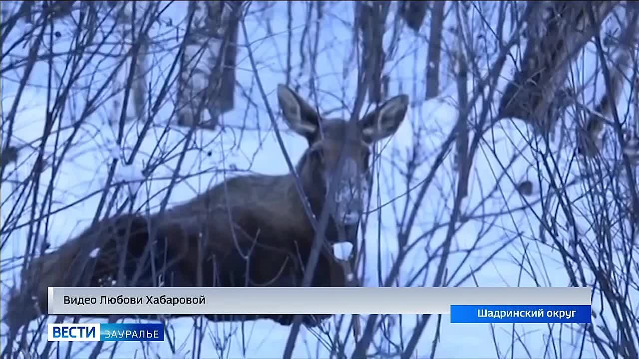 Лосей у трассы встретила фотограф-любитель Любовь Хабарова в Шадринском округе