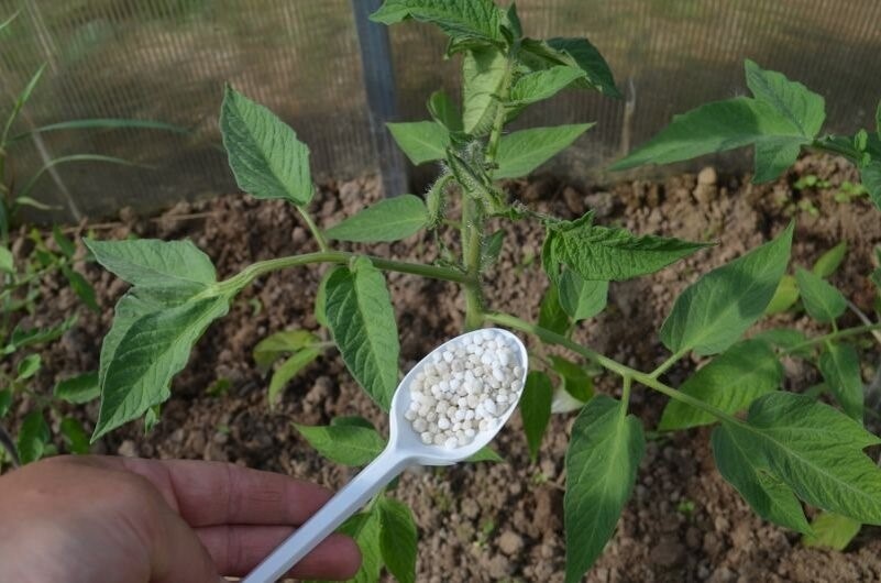 Как правильно подкормить томаты для их активного роста
