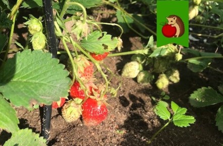 ��� �������� ������� � ������� ��������: ������� ����� � ������ ��������� ����