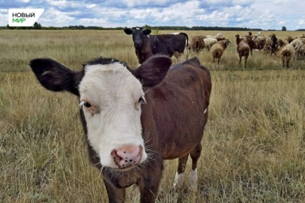 � ���������� ������� �������� ����� ��������� ��������� ��� ���������� ���, ������� ����� ���������� ��� ��������� ������� � ���������������� ���������