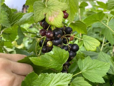 ��� ����� �������� ���������: ����������� ������ ������ � �����������