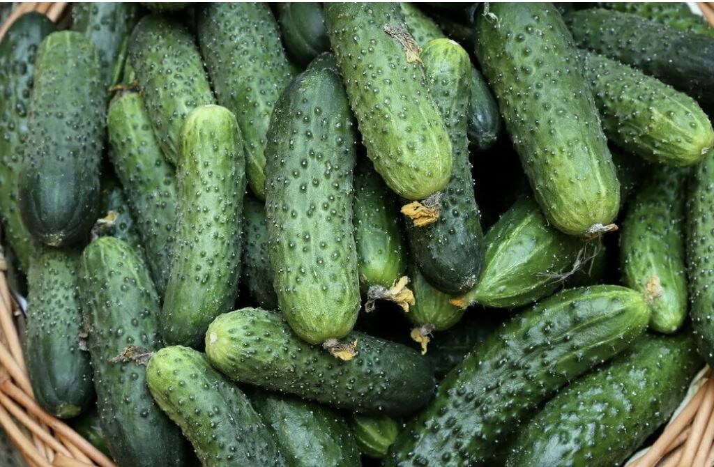 Как избежать горечи в огурцах: три действенных способа