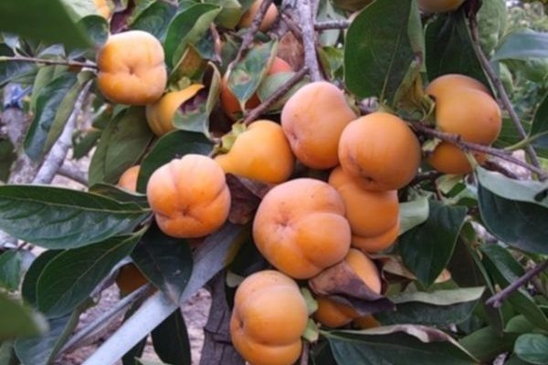 Обзор хурмы Джон Рик: её особенности, уход и вкусовые качества