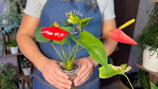 Ключевые моменты ухода за антуриумом для постоянного цветения и крепких корней