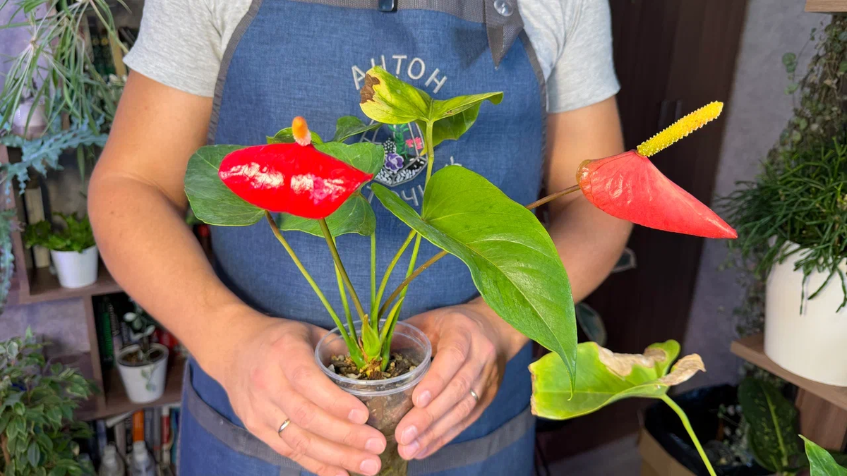 Ключевые моменты ухода за антуриумом для постоянного цветения и крепких корней