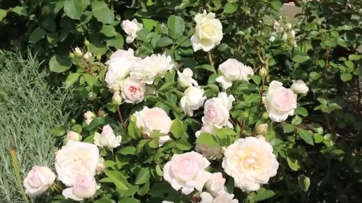 ��� ��������� �����-��������� ���� �� ���� ������ ����� �� ���� �����