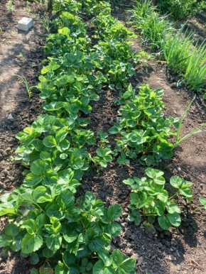 ��� �������� �������� ������ ��������: 4 ������� �������