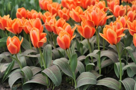 �������� � ���������� ��������: ������������ ����� ��� ������ ����