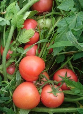 ����� �����: ������� ����� � ���������� ������ � ���������� ������������