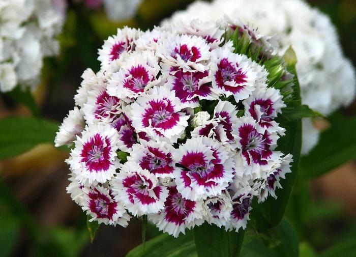 ��� �������� ������������ �������� �������: ������� ����� � ������