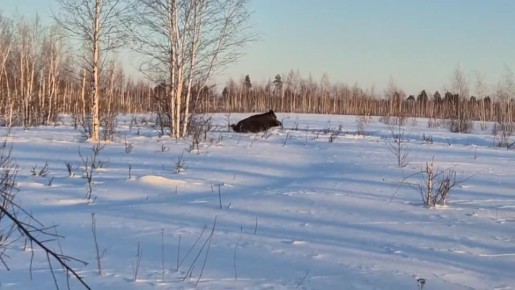 ����� ������� �������� �� �������� � ���� ���������� �������