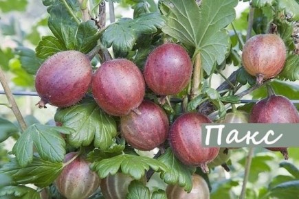 ��������� ����: ��� �������� ������� ������ ��� ������ �����