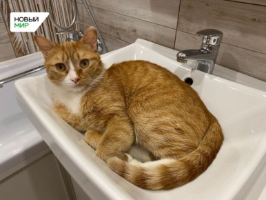 �������� ������� � ������� �����: � ������� ������������� �������� �������� ������������ ������������������