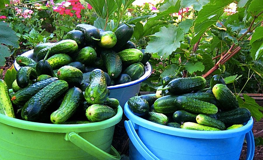 ������� ������: ��� ������� ��������� ���������� ��� ������ � ��������