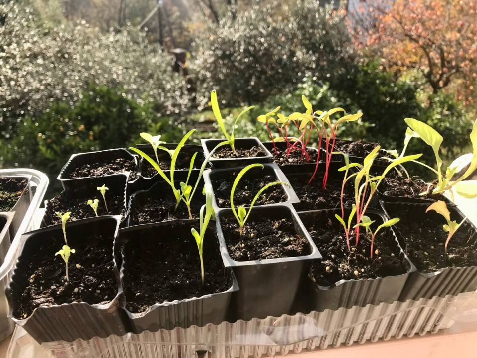 �� ��� �������� �������� ��� ������ �������