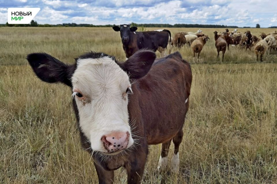 � ����������� ������ ������� ������� �������������� �� ���������� �������� � �������������� ��������