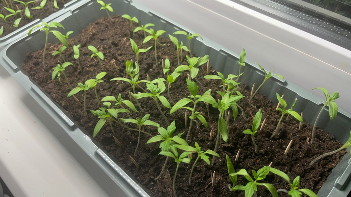 Секреты позднего посева томатов: как обмануть мифы о раннем урожае