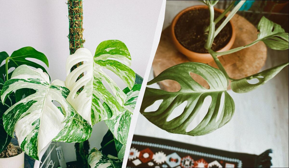 Почему монстера не лучшая идея для дома: важные причины