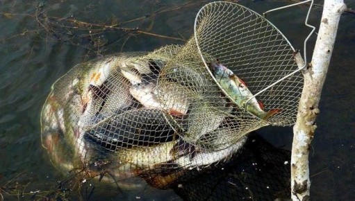 Секреты долголетия рыбы в ваших руках