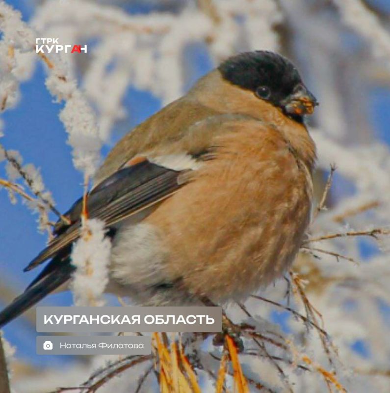 ������ ����, ���������!. ������� ���� � ������� ����� �������� ������