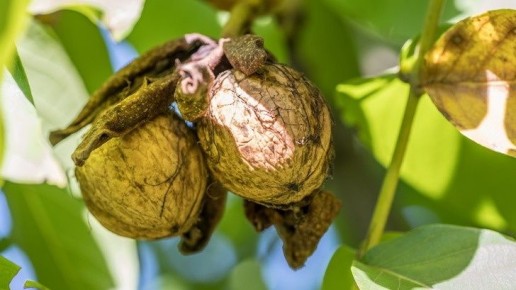 Как выбрать идеальные грецкие орехи для посадки и избежать плохих сортов