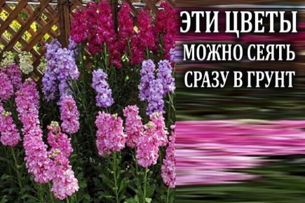 ����� ��� ������������ ����: ����� ����� ����� � �����