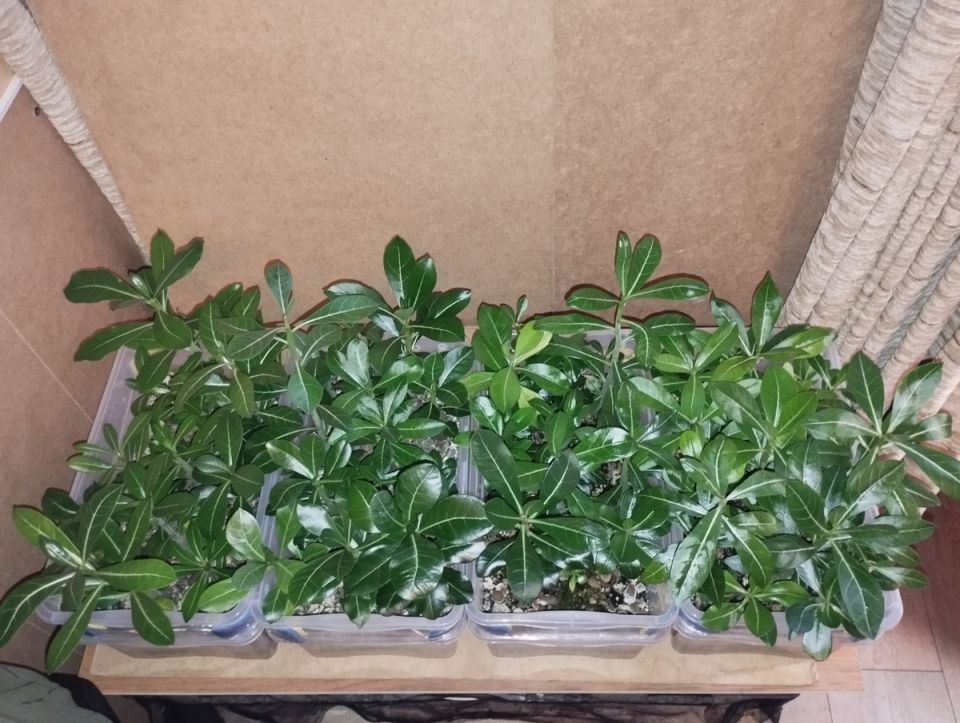 ��� ��������� ������ ����������� �� ���������� ������������ ������ ��������