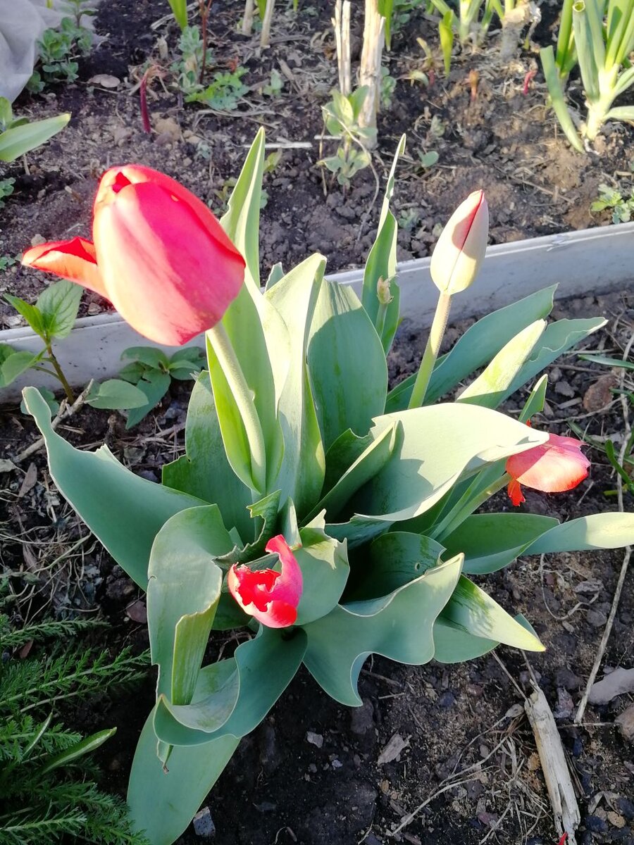 Как создать цветочный рай: идеи для посадки на тюльпаны