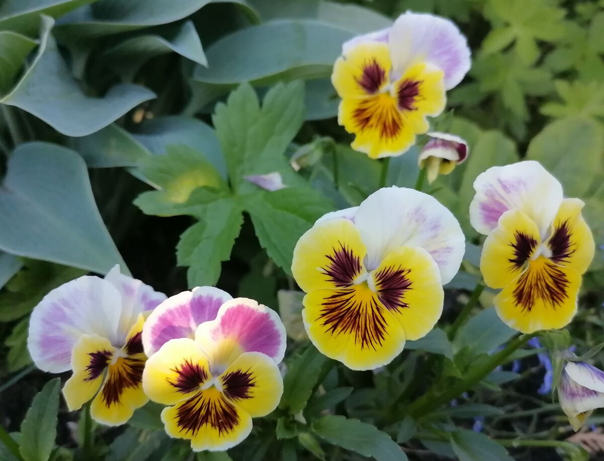 Как вырастить виолы в домашних условиях: шаг за шагом к цветущему саду