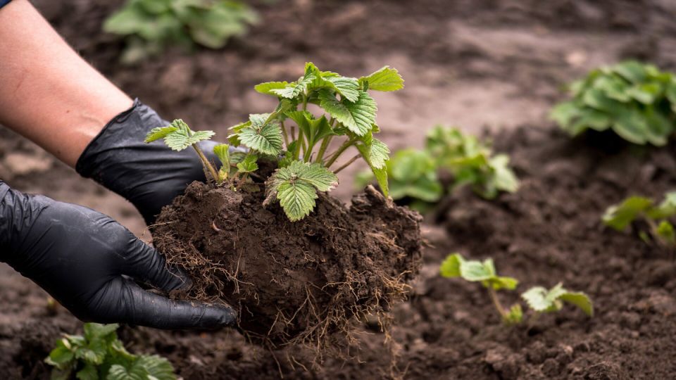 ������� ��������� ��������: ������� � �������� ��������� ���������