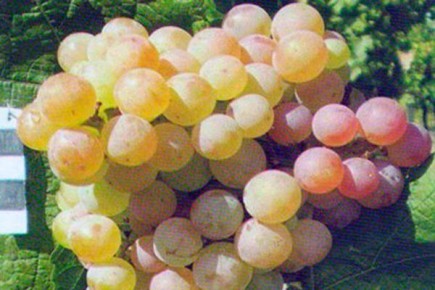 ��� �������� �� 16 ���� � �������: ������� ������ ����� ����������