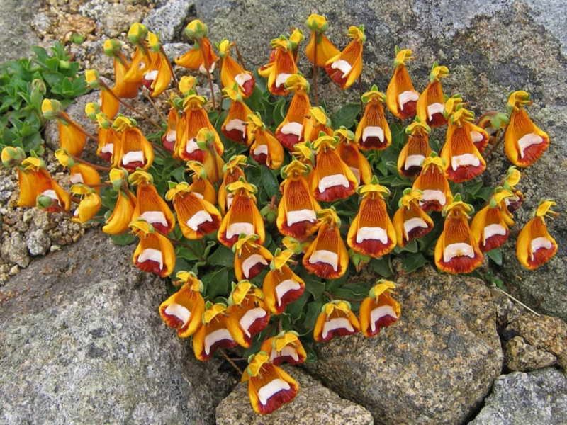 ��� ��������� ������ � ���� ����� ������ ��� ����������: 5 ������� ������