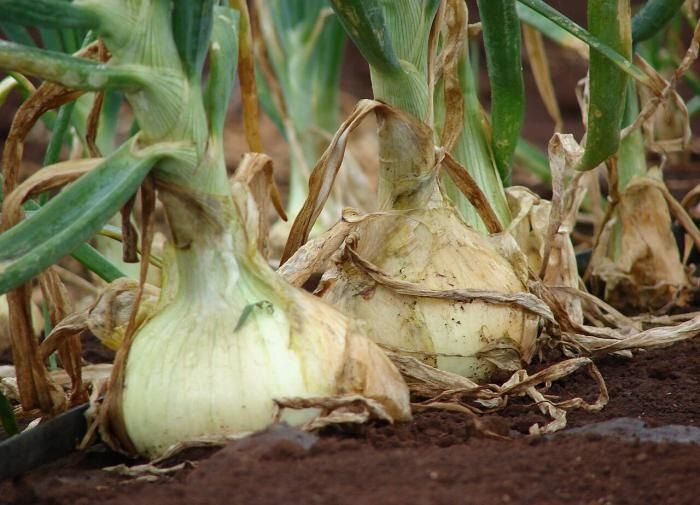 ������ �������� ������� ���� � ��� � ���� ��������