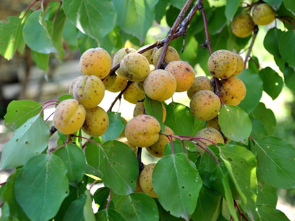 ���������� ���, ���������� ����: 7 �������� �����, ����� ������� ������� � ������ ������