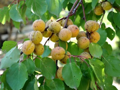 ���������� ���, ���������� ����: 7 �������� �����, ����� ������� ������� � ������ ������