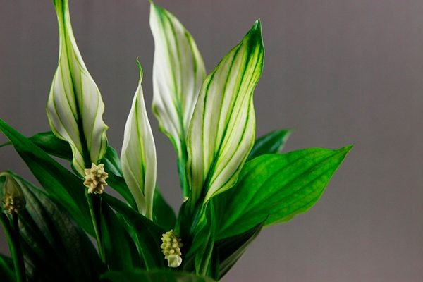 Спатифиллум Купидо: секреты ухода за удивительным цветком для вашего дома