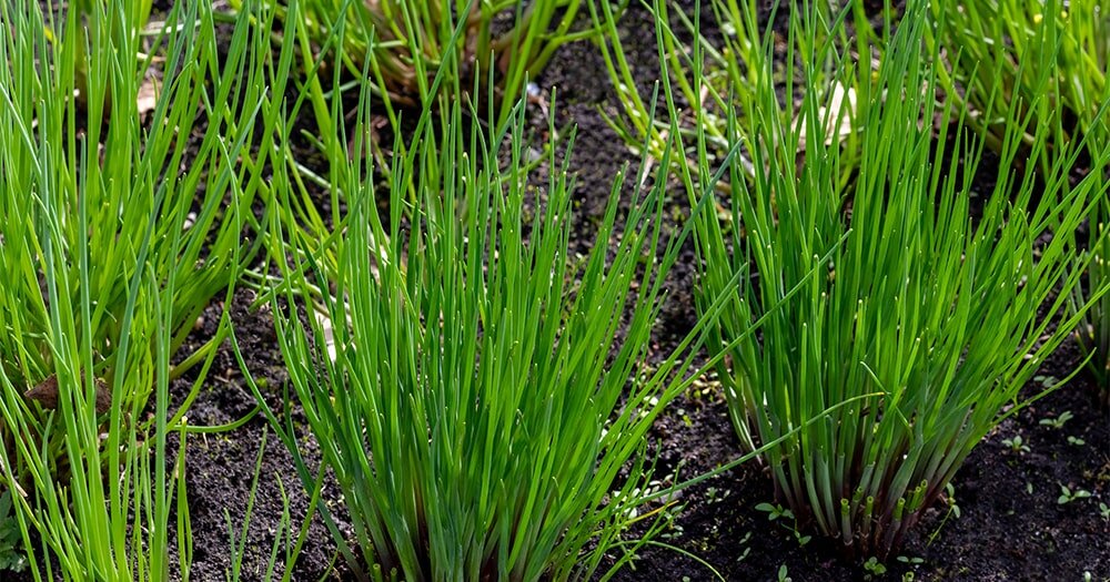 Как правильно подкармливать лук весной