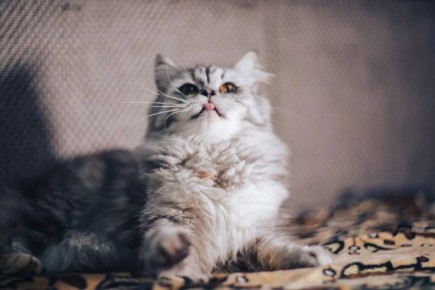 10 пород кошек, которые обожают детей: удивительные правда и секреты