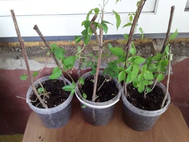 В ожидании весны: неожиданные чудеса в моем садовом сезоне