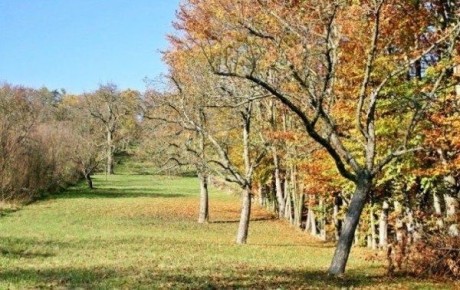 Секреты осенней подкормки плодовых деревьев: как получить богатый урожай