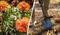 Как бархатцы могут спасти ваш огород: секреты опытных дачников