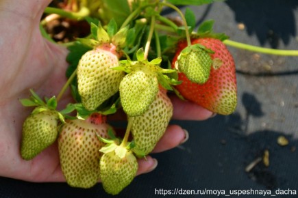 ��������� ��������: ��� �������� ������� � ������ ����