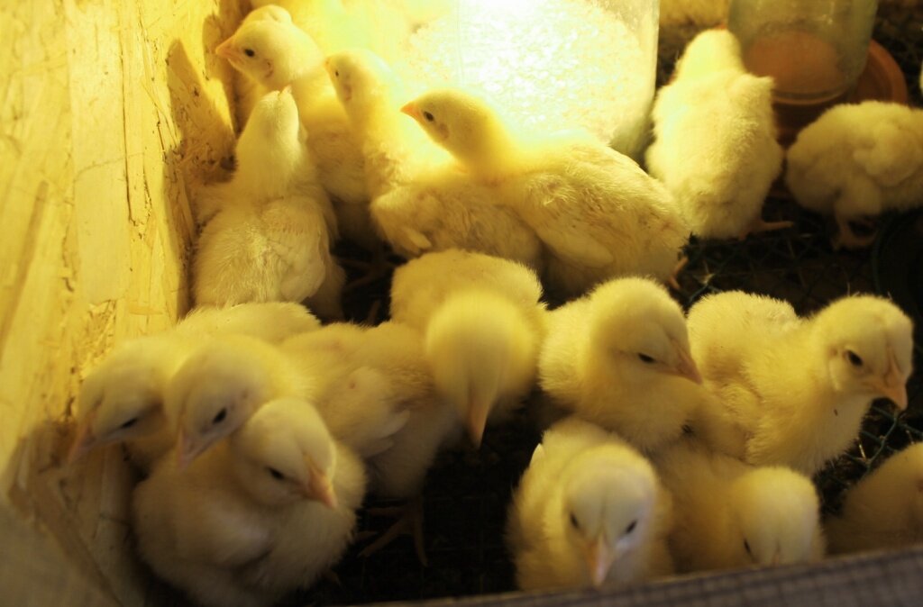 Как выбрать здоровых цыплят — 10 признаков