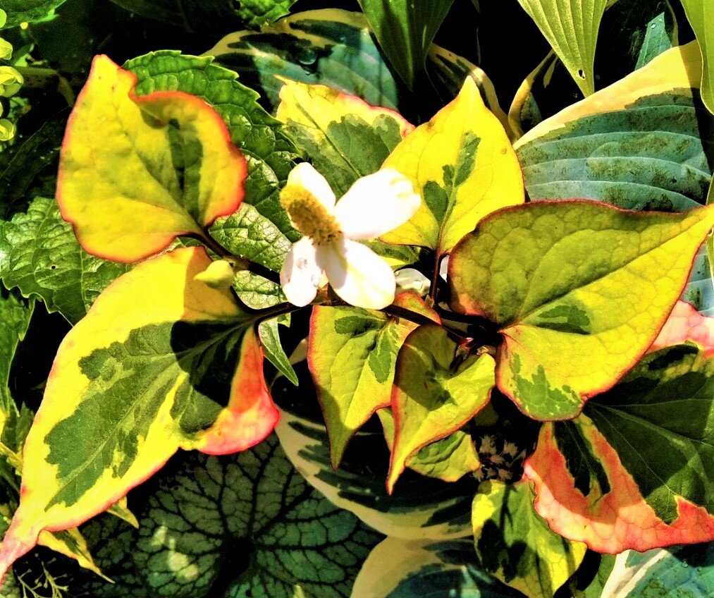 Эффектные растения для вашего сада: красота без хлопот