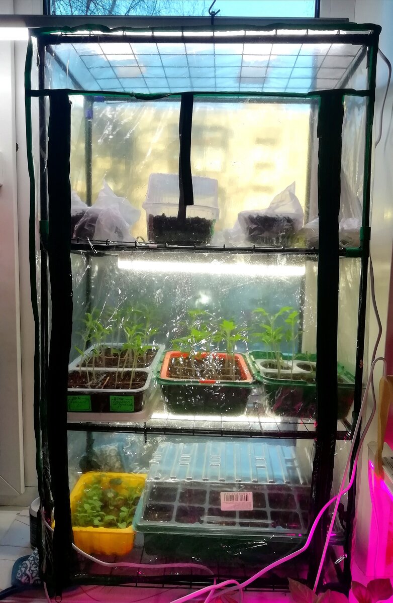 Как разместить рассаду в условиях ограниченного пространства: советы садоводов