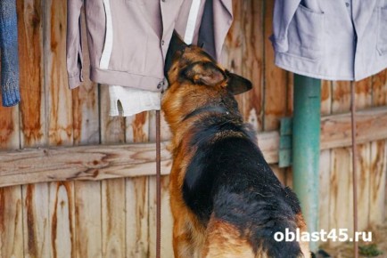 Тихая грусть в четырех стенах: как понять, что вашей собаке одиноко