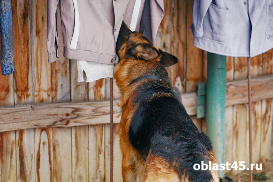 Тихая грусть в четырех стенах: как понять, что вашей собаке одиноко