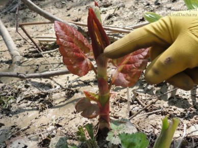 ��� �������� ������������: ������ � ���������� �� ����� �������