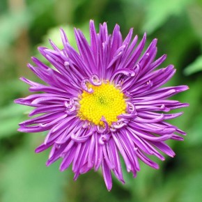 Как вырастить астры: секреты идеальной рассады