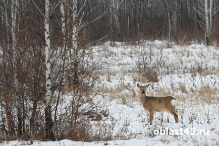 ���� ���������� ����������� ������� ��� ������ � ���������� �������